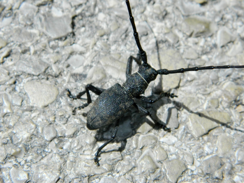 Richiesta id coleottero elbano 2 - Morimus asper